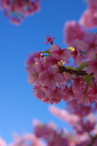 Close-up of cherry blossoms in spring