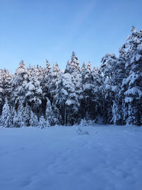 Trees on snow covered field against sky