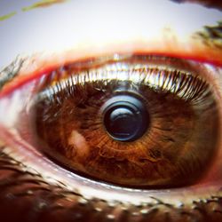Close-up of human eye
