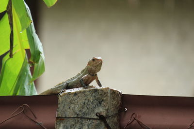 Close-up of lizard on wall