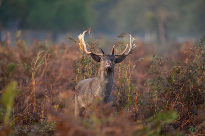 Deer in a field