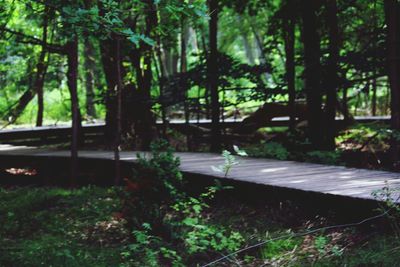 Trees in forest