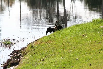 Swan on lake