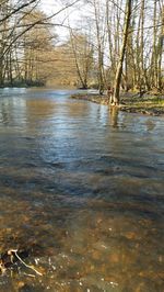 River flowing through forest