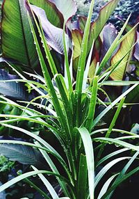 Close-up of fresh green plant