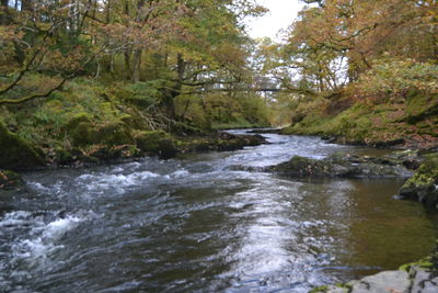 River flowing amidst trees in forest