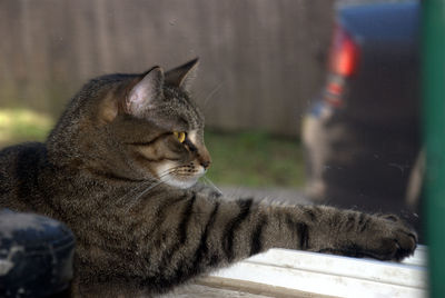 Close-up of cat