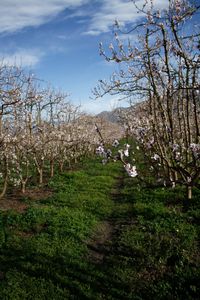 View of cherry trees on field against sky