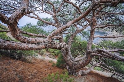 Tree growing in forest