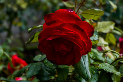 Close-up of red rose blooming outdoors