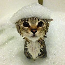 Close-up portrait of cat