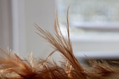 Close up of brown fibers from a cat tree