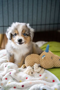 Portrait of puppy on bed