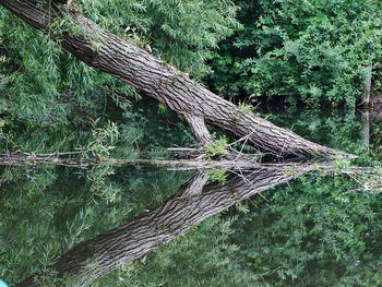 Tilt image of tree by lake in forest