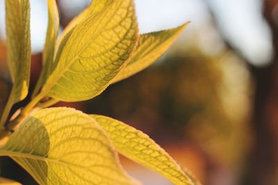 Close-up of yellow leaves