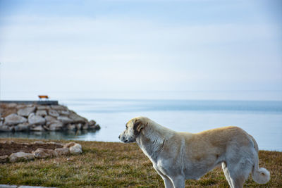 View of a dog in the sea