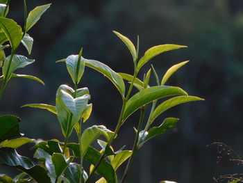 plant