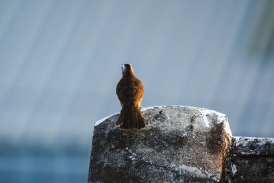 Close-up of bird perching on roof