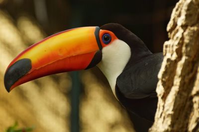 Close-up of bird