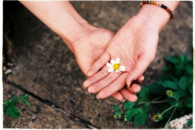 Close-up of hands holding flower
