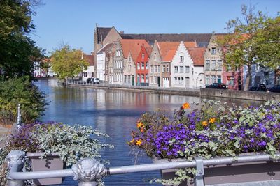 Flowering plants by canal against buildings in city