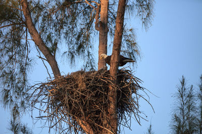 Low angle view of bare tree against clear sky