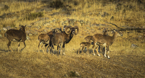 Mouflons on field at sierra de andujar natural park