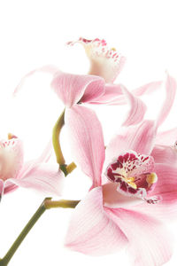Close-up of pink orchids against white background