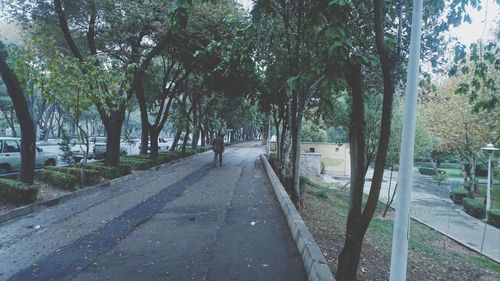 Footpath amidst trees in park