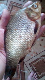 Close-up of hand holding fish at market