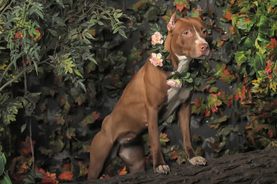 View of a dog