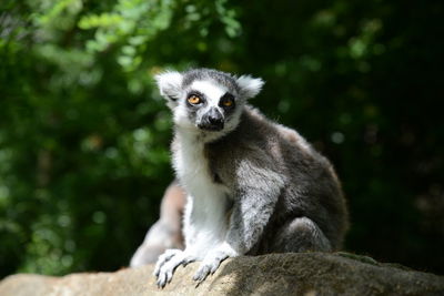 Portrait of lemur sitting on rock against trees
