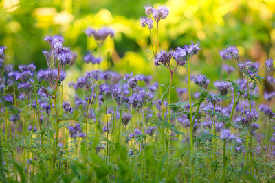 Close-up of purple flowering plants on field