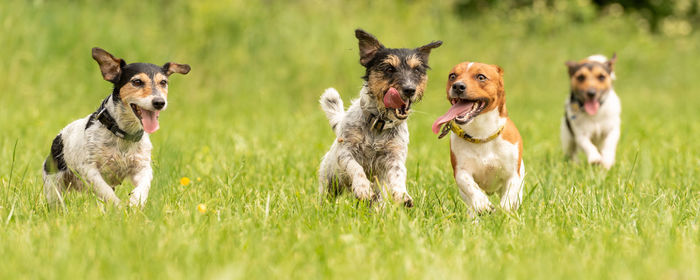 Dogs running on grassy field