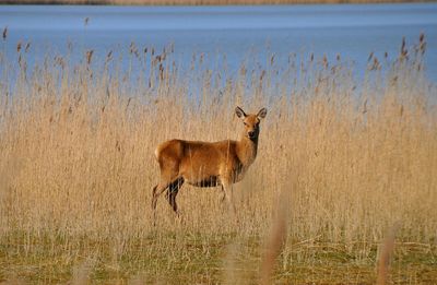Portrait of deer standing on field by lake