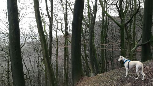 Dog standing on bare trees in forest