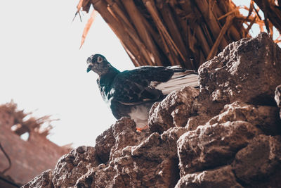 Close-up of bird perching on rock