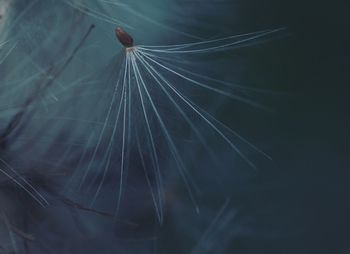 Close-up of dandelion seed