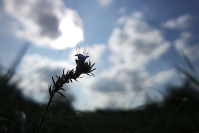 Close-up of flowering plant against sky