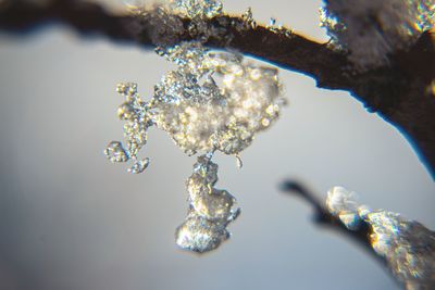 Close-up of frozen plant