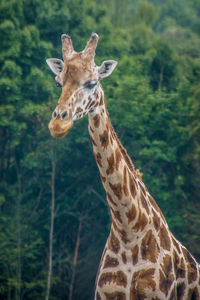 Portrait of giraffe