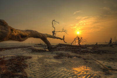 Driftwood on beach against sky during sunset