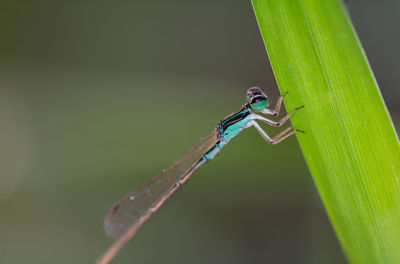 Close-up of damselfly on leaf