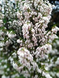 Close-up of cherry blossoms