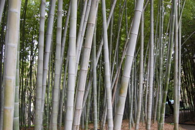 Low angle view of bamboo trees in forest