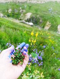 Cropped hand holding purple flowering plant on field