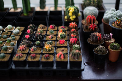 High angle view of potted plants for sale