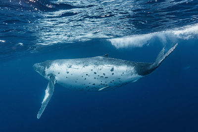 Close-up of swimming in sea