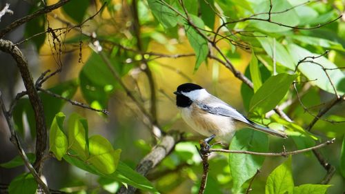 Bird perching on a branch