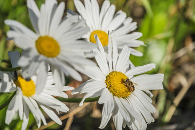 Close-up of white daisy flowers